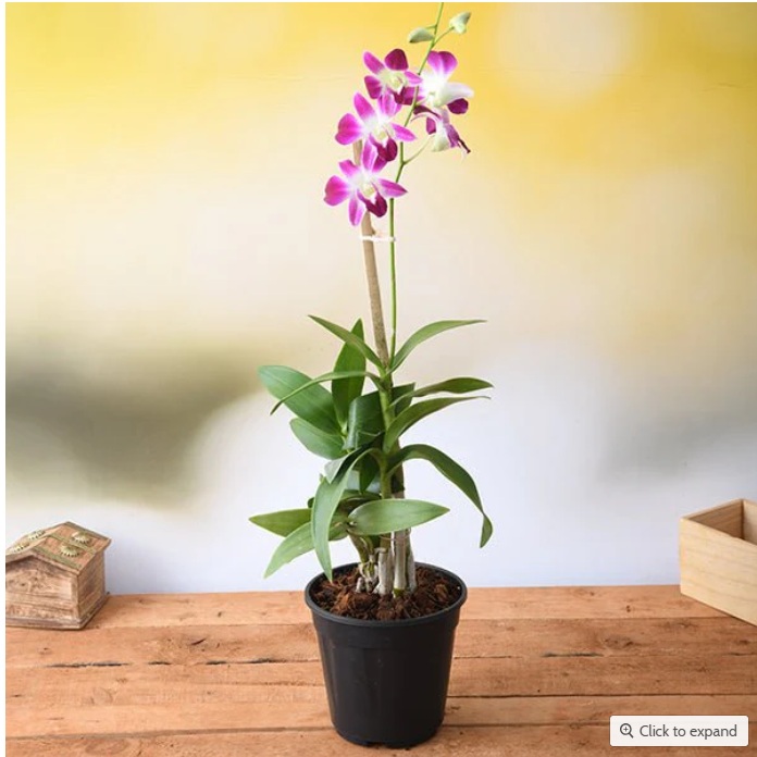 Orchid